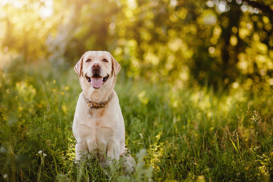 犬を飼う前に！必ず家族と話し合うべき『６つの大事なこと』