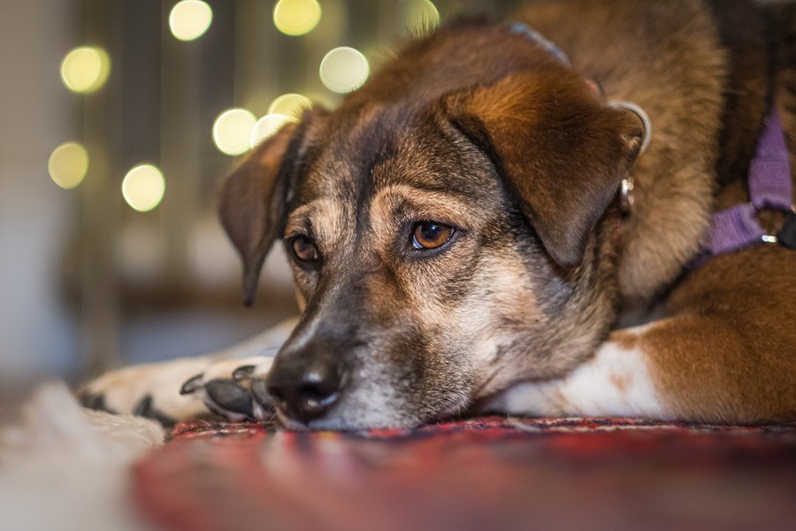 犬を家族と思っていない飼い主がしている絶対NG行為５選