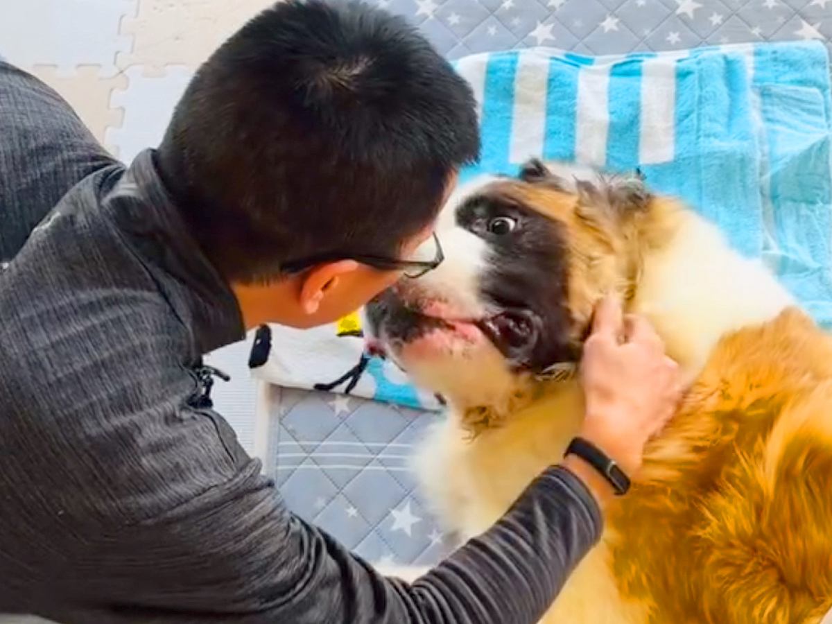 『寝たきりの超大型犬』が半年ぶりにお父さんと再会…嬉しさを爆発させる光景が29万再生「嬉しそうで泣いた」「幸せそうで感動」と絶賛の声