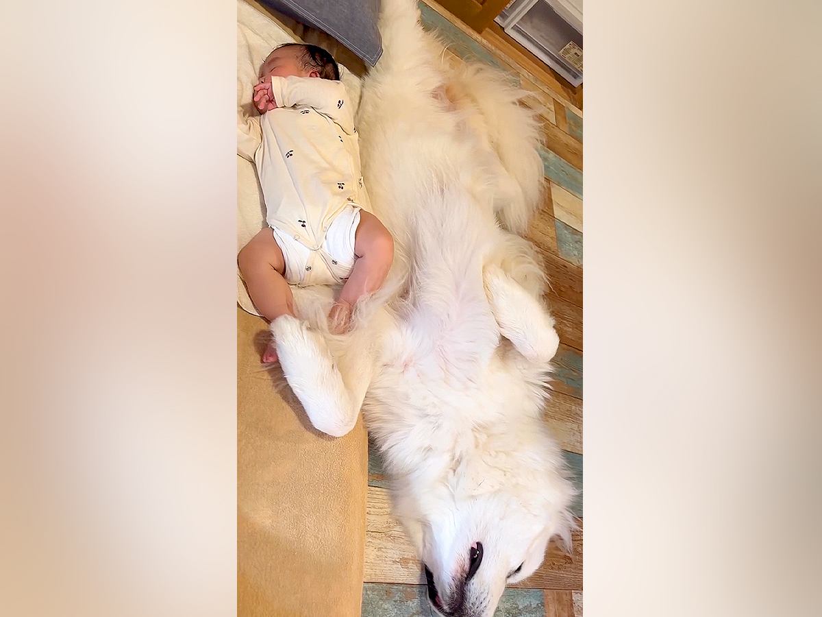 爆睡している赤ちゃん→隣で超大型犬も寝ていると思ったら…健気すぎる『まさかの気遣い』が11万再生「癒やされるコンビ」「優しいお姉ちゃん」