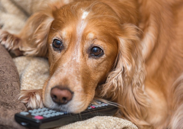 愛犬がテレビを見ているときの3つの気持ち