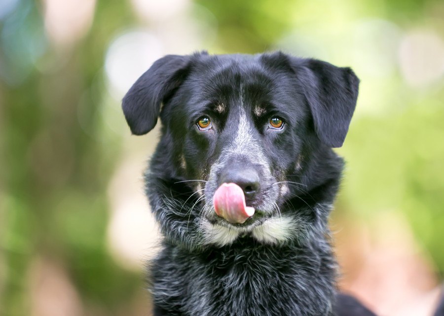 犬が『不安になっている時』に見せる行動５選！どうやったら安心させられるの？