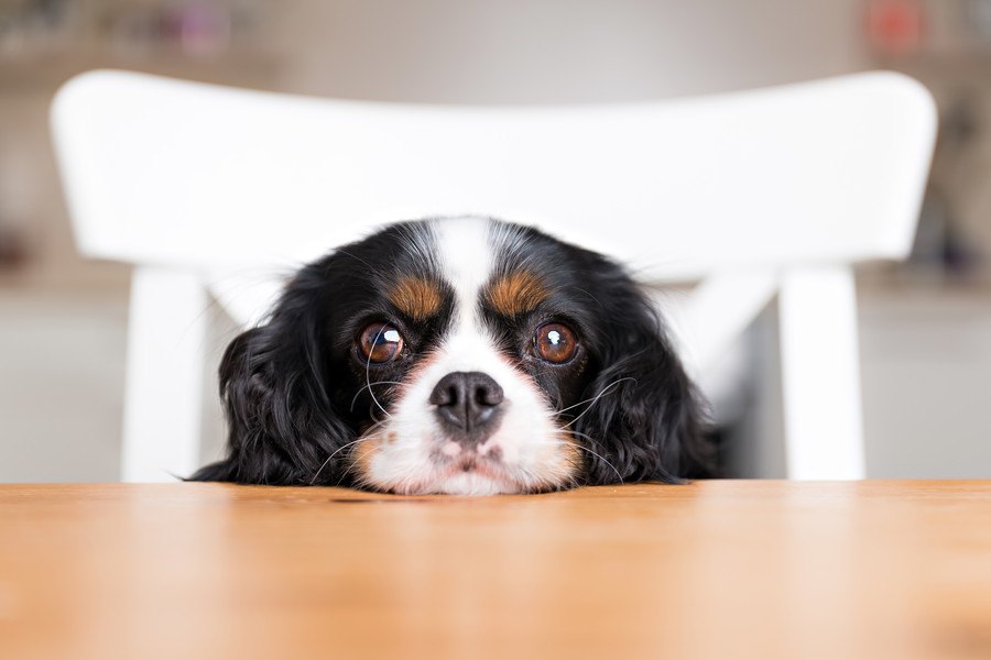 犬が「失明」してしまう原因と予防方法