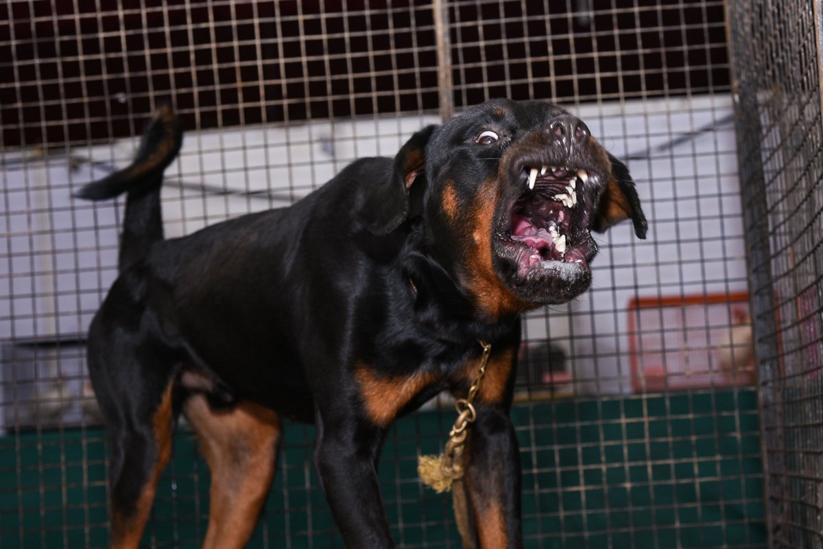 犬の攻撃行動を長期間見逃すと改善が難しい⁈私達がすべきこと