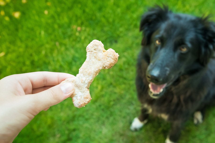 犬のダイエット中にオヤツは与えて大丈夫？