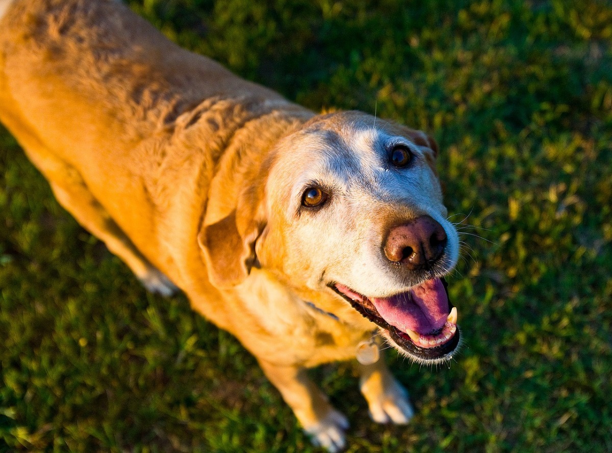 愛犬がシニア期に突入する前に！飼い主が前もってできる３つのこと