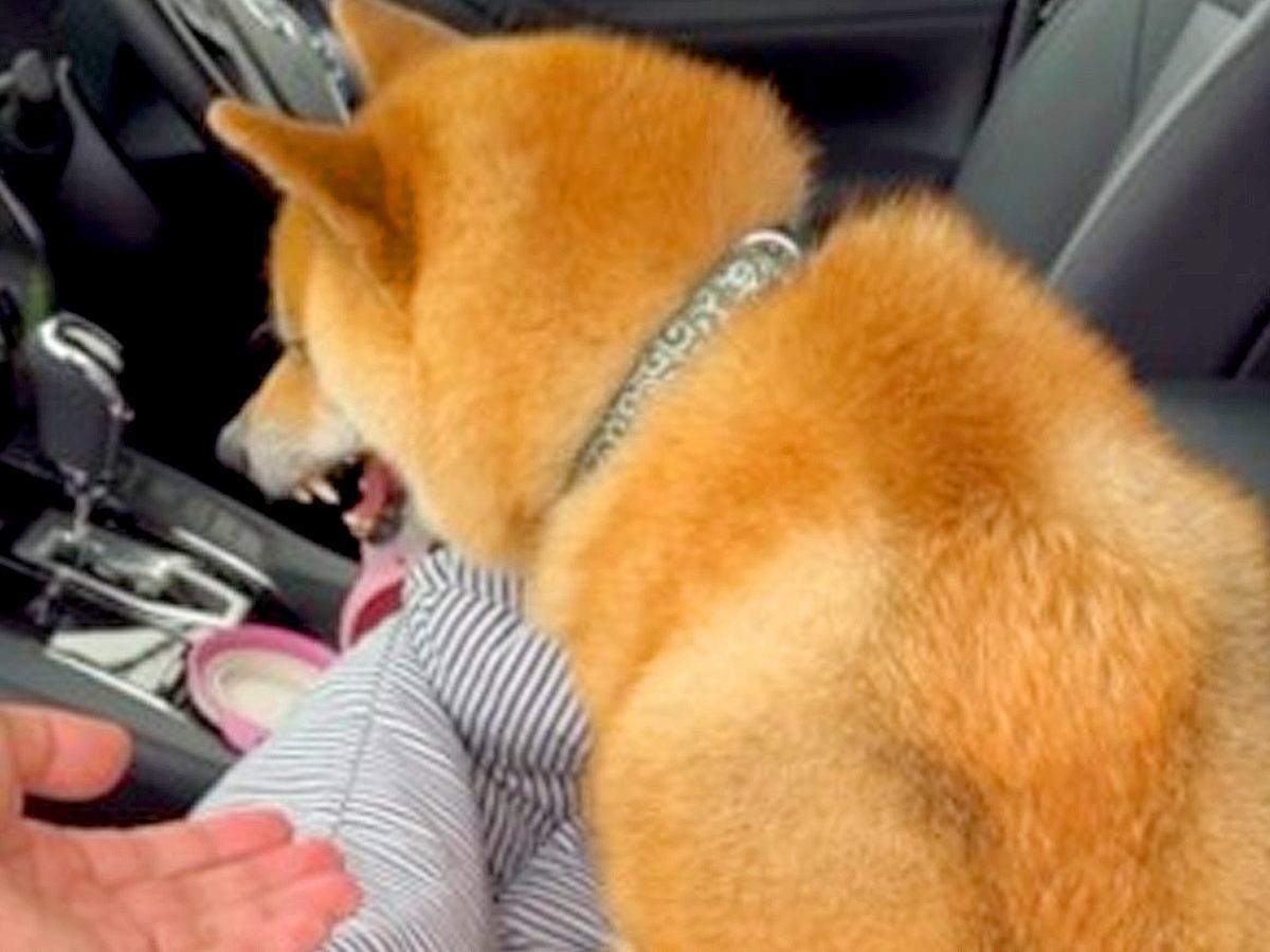 パパの抱っこが大嫌いな犬→強制的に持ち上げると…もはや別犬？まさかの『態度が豹変する光景』が346万再生「大好きやないかいｗ」「いい顔」