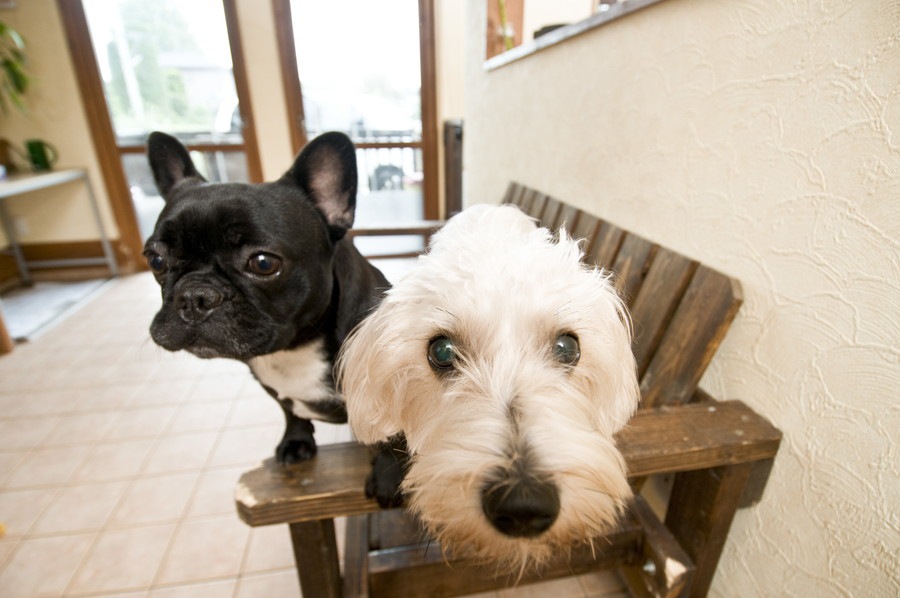 犬を多頭飼いする時のサークルの選び方