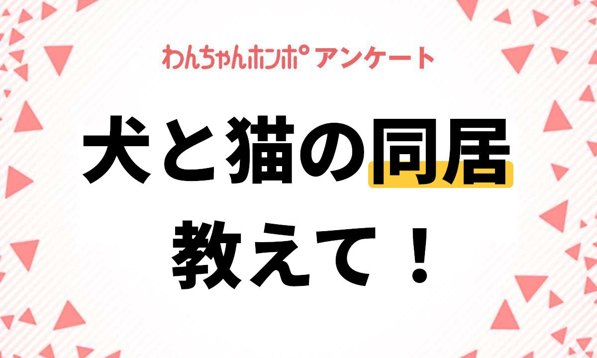 【アンケート実施中！】犬と猫の同居について質問！