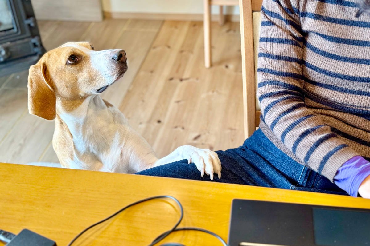 『わがままな犬』は本当にわがままなの？困った行動や態度の裏側にある本当の理由3選