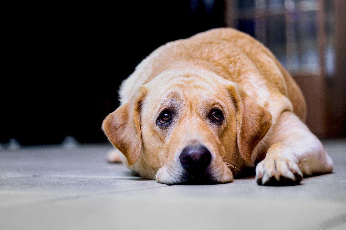 犬のテンションが急に下がってしまう5つのワケ　落ち込んでいる理由や愛犬の気持ちとは？