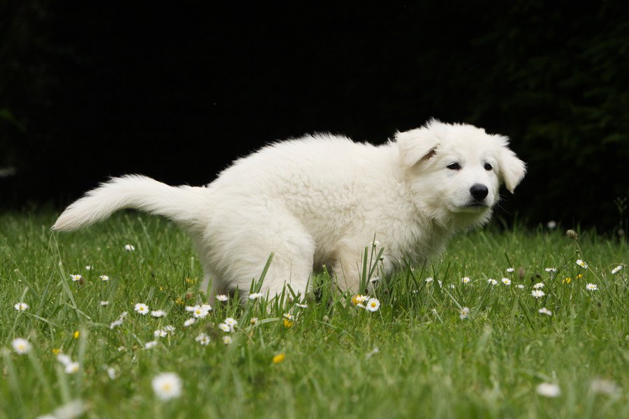 なぜ犬はウンチの後にお尻を拭かなくても綺麗なの？