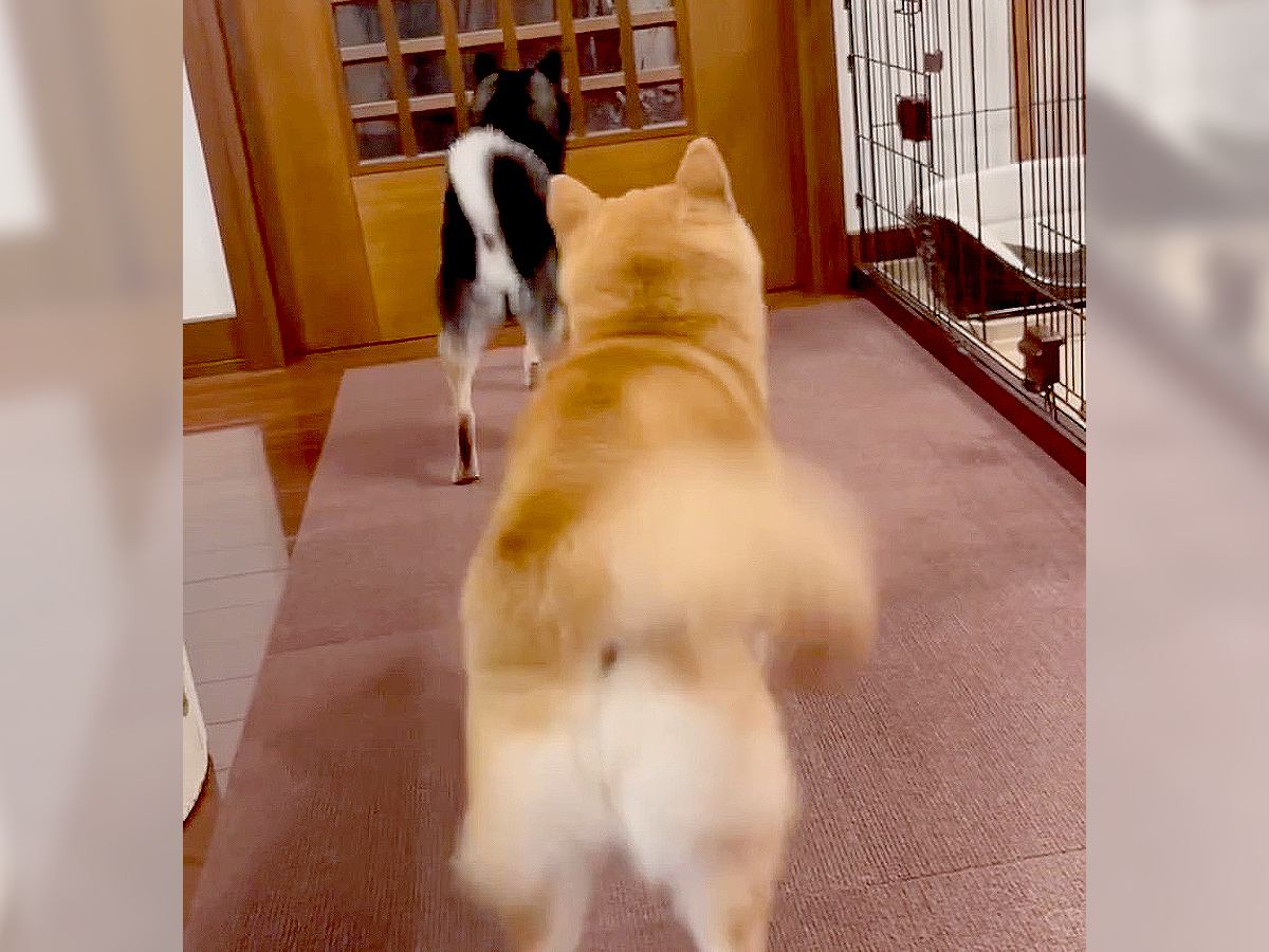 犬たちが来客の出迎えをしたら…無慈悲すぎる対応が97万再生の大反響「好みがハッキリしてて笑った」「お兄さん涙拭いて」爆笑の嵐