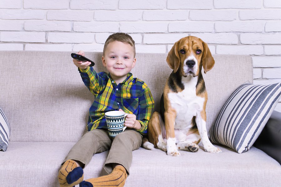 なぜテレビに興味を示す犬と示さない犬がいるの？