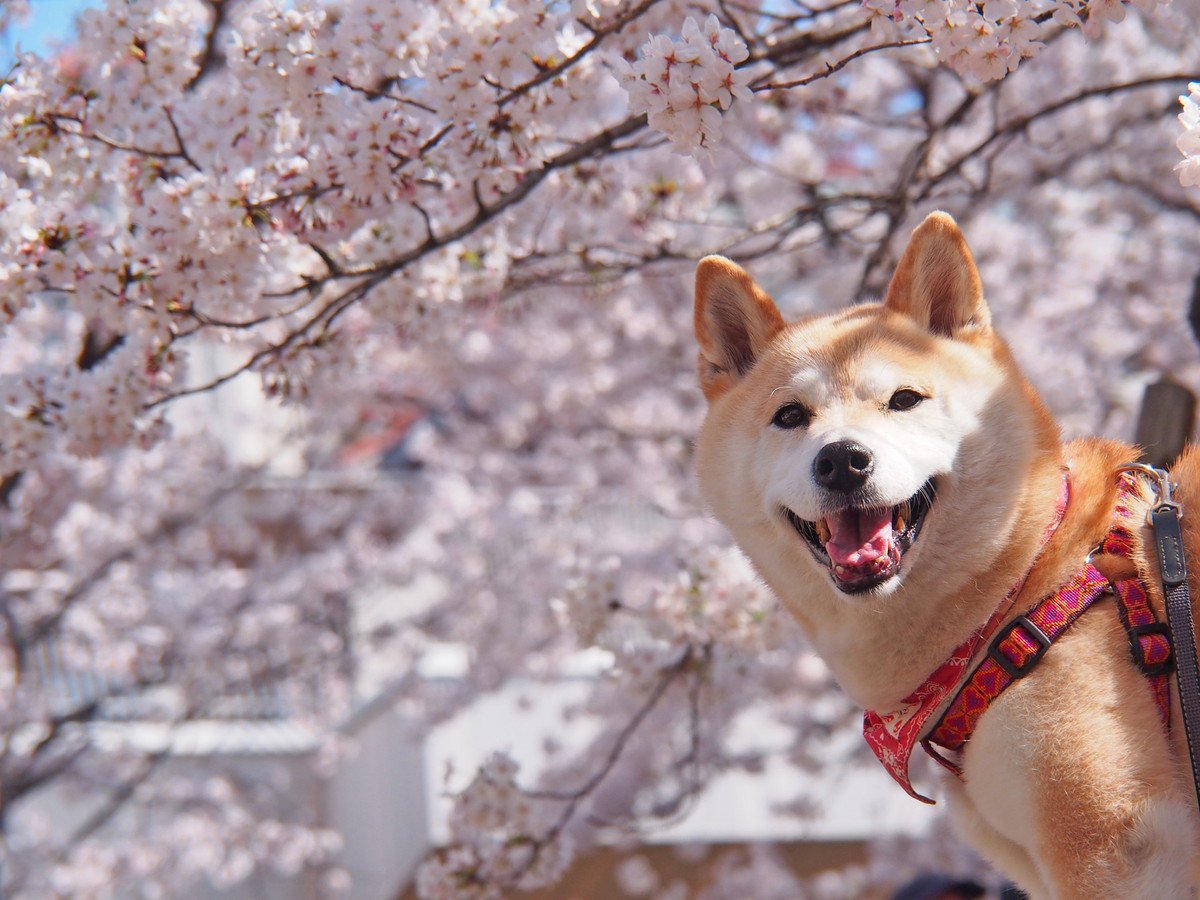 春でも犬は『熱中症』になるの？重症化してしまう原因や事前にできる対策まで