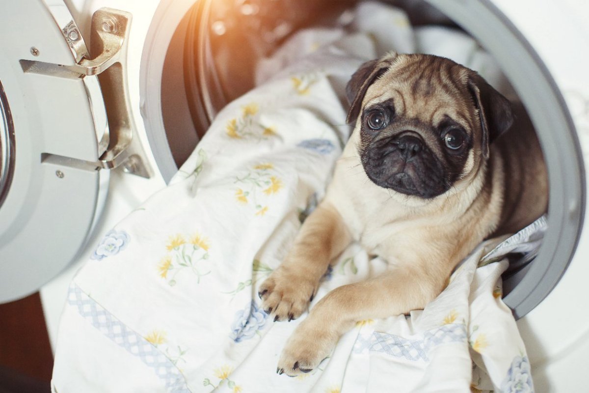 犬のベッド、どう洗うべき？　やってはいけない洗い方や理想的な洗濯方法を解説