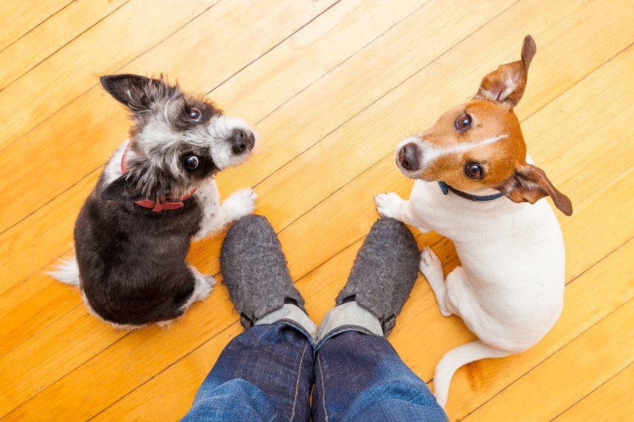 犬が『反省している時』にする仕草や行動４選