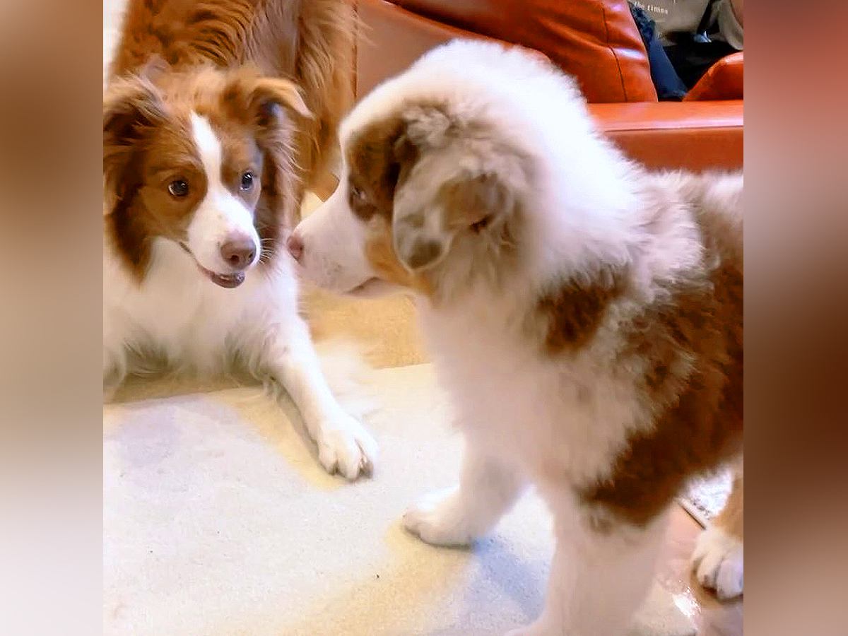 『先住犬と比べてこんなにも小さかった子犬が…』１年後、当時では考えられない『大成長を遂げた光景』が105万再生「感動した」「素敵」と反響