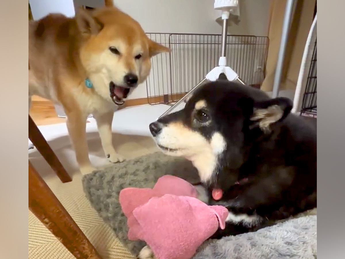 母犬にタオルを取られた息子犬→怒りが収まらず…あまりにも尊い『親子喧嘩の光景』が19万再生「見事なコーラスｗ」「ずっと見てたい」と反響