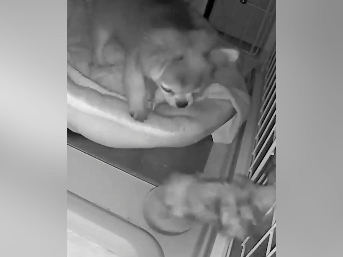 深夜、犬用カメラを覗くと『突然ケージに手が伸びてきて』…まさかの『怪奇現象の正体』が46万再生「驚き方かわいいｗ」「なかなかのホラー」