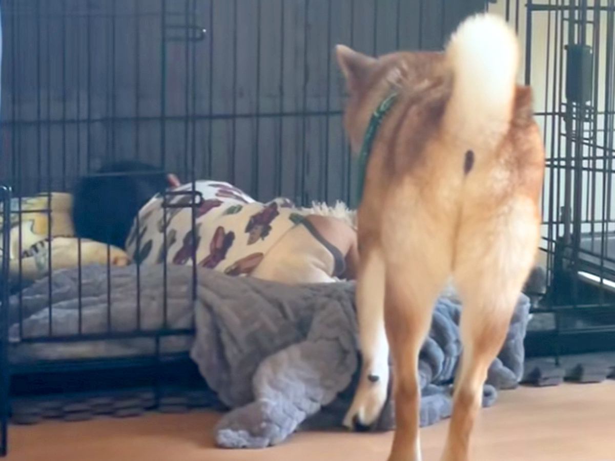 赤ちゃんに自分の寝場所を取られてしまった犬→困惑した後に…とんでもなく可愛い結末が43万再生「起こさないの素敵」「いい子過ぎる」と称賛