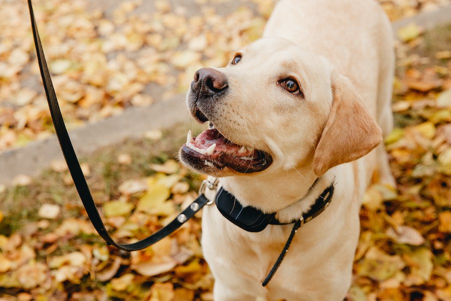 合っていますか？愛犬の首輪のサイズと選び方