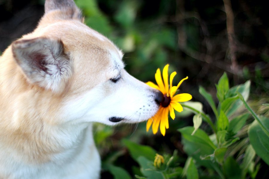 犬が『においかぎ』をする意味とは？ストレス発散？