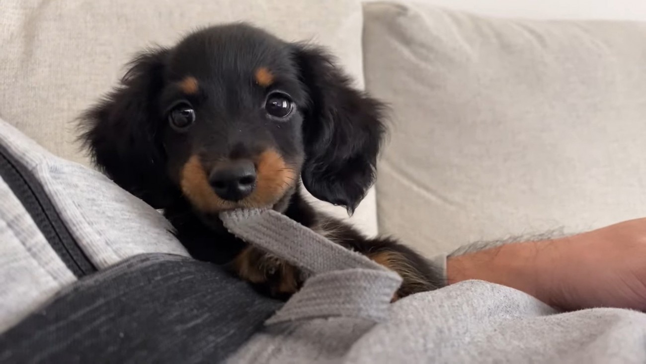 大好きな家族と再会した子犬が見せた反応とは？「何度見てもかわいい」「しっぽちぎれそう笑」メロメロになる人が続出