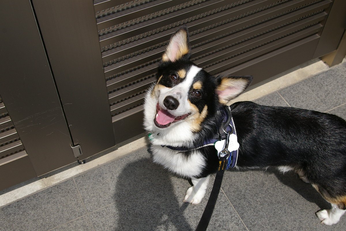 犬に『散歩が楽しい』と思ってもらう方法5つ　コース選びのポイントや今日からできる工夫まで