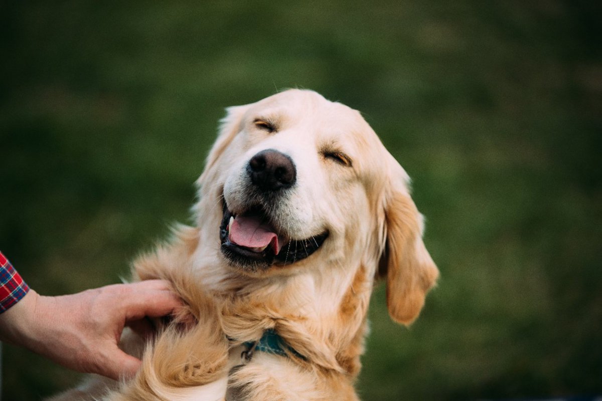 犬が幸せを感じる『撫で方』5選　愛犬の幸福度を高めるために意識すべきポイントとは？