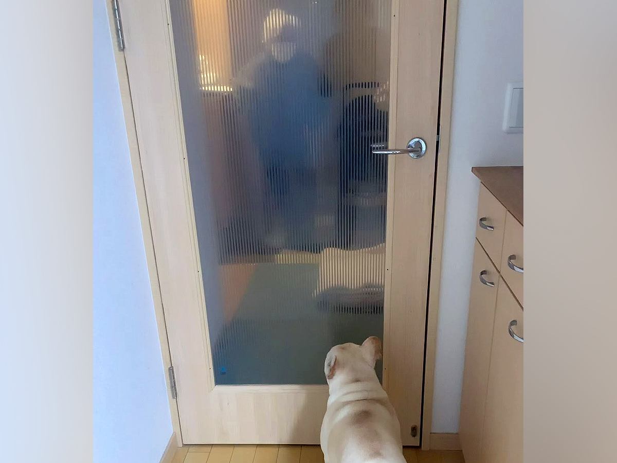 ガラス越しにおばあちゃんを見つけた犬→喜びがあふれだして…大興奮で見せた『おしりプリプリ』が25万再生「喜びの舞」「何回も見れる」と絶賛