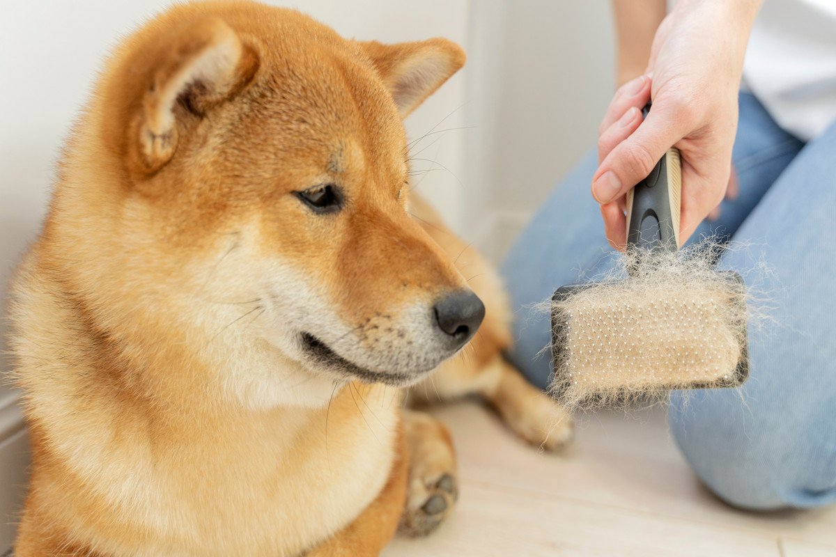 犬のブラッシング『絶対NG行為』5選　逆効果となるケアの仕方や正しいお手入れ方法まで