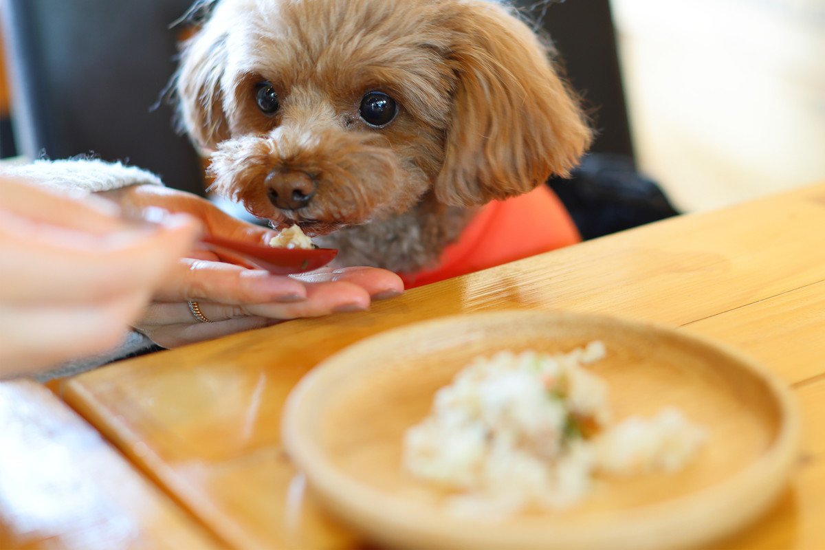 犬に『豆腐』を与えても大丈夫？一日の適正量やオススメの食べさせ方まで