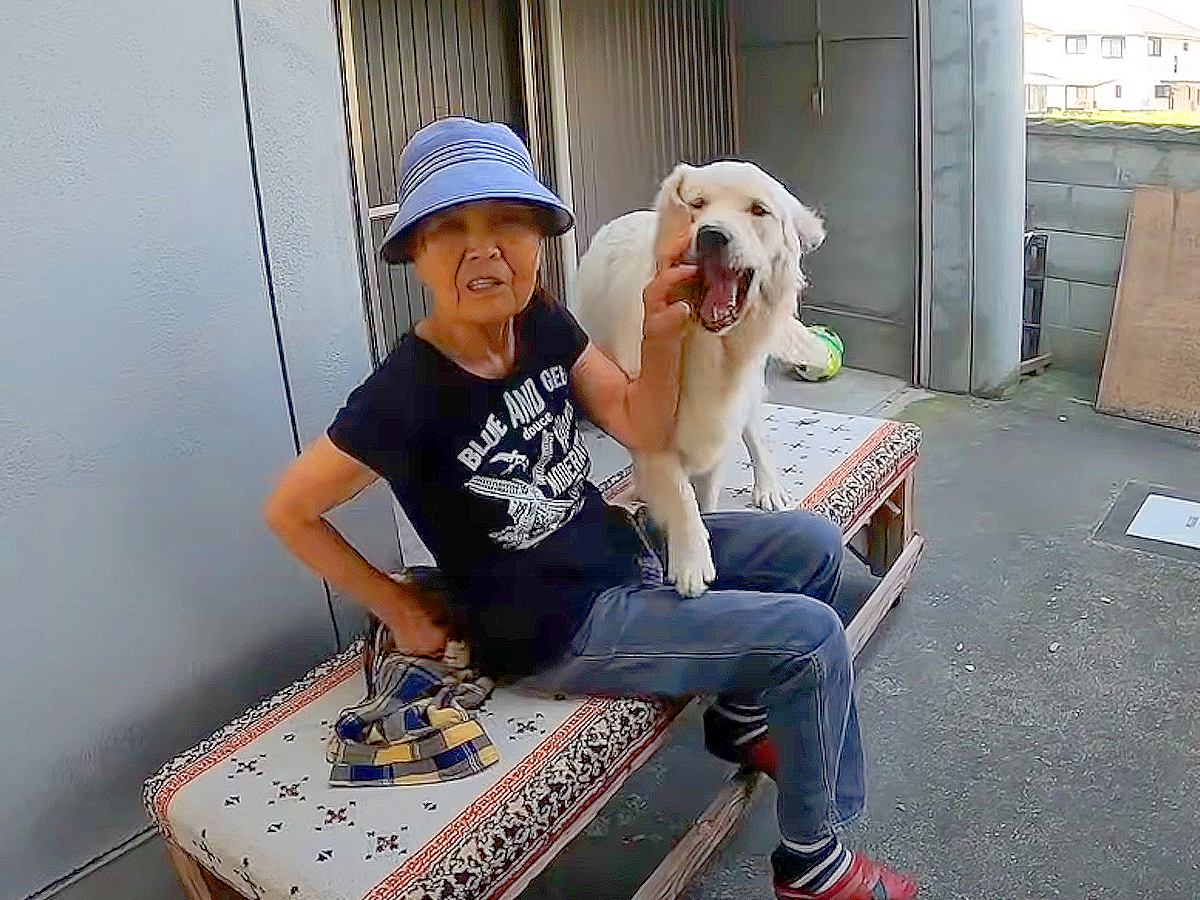 イタズラしようとする『大型犬の子犬』…おばあちゃんが軽くあしらう姿に25万再生の反響「やり過ごすの上手いｗ」「手慣れてる」