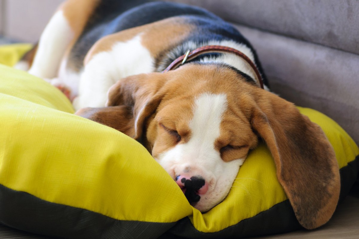 犬にとって『寝心地のいいベッド』の条件3つ！何を意識すれば快眠に繋がるの？