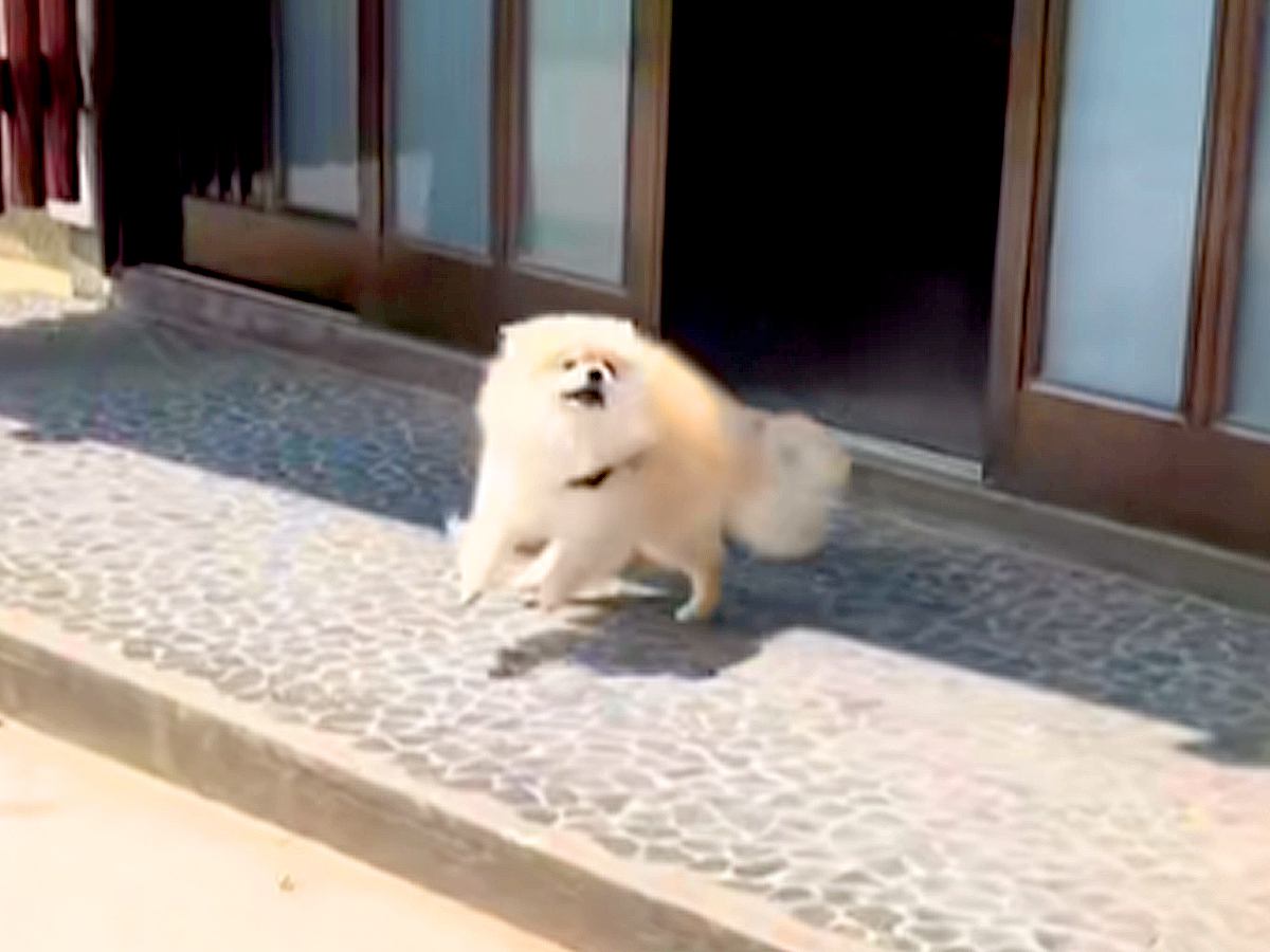 『4時間ぶりに犬と再会』した結果→もはや4年ぶり？愛に溢れている『熱烈歓迎』が6万再生「久々の帰省と思ったらｗ」「可愛すぎる」と反響