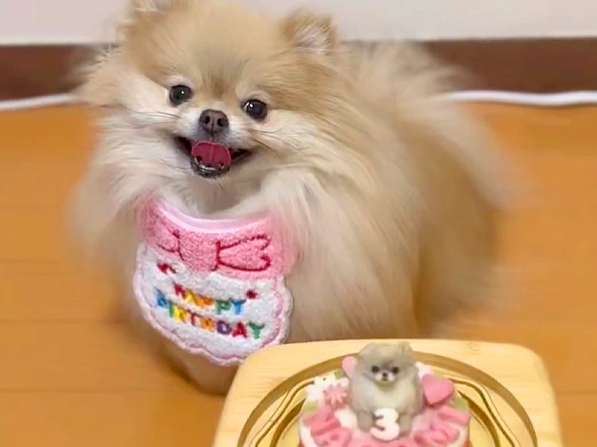 お誕生日ケーキを目の前にした犬→『美味しそう』と大喜びして…丁寧すぎる『まさかの確認』に3万いいね「可愛すぎるｗｗ」「プロの味見係ｗ」