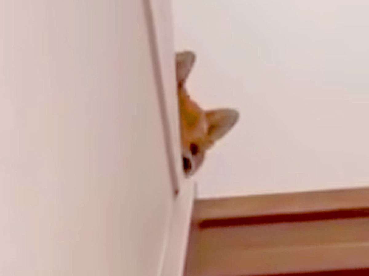夜、家族が寝静まった時間に帰宅→熟睡していたはずの犬が…あまりにも愛おしい『おかえりなさい』が17万再生「優しい」「ヒコーキ耳可愛すぎ」