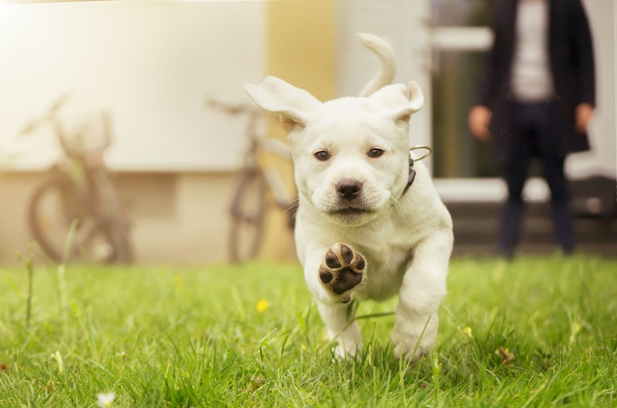 子犬のしつけに失敗する！絶対やってはいけないこと３つ