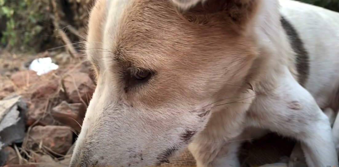 ２ヵ月振りに家族の元へ…！野良犬達の絆に感動♡