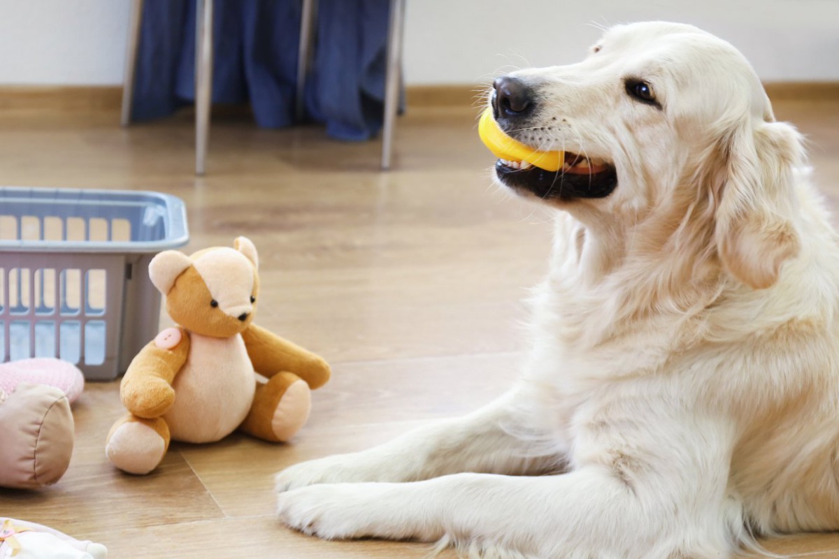 愛犬に買うべきではないおもちゃ5選！主な特徴やダメな理由、安全な選び方とは？