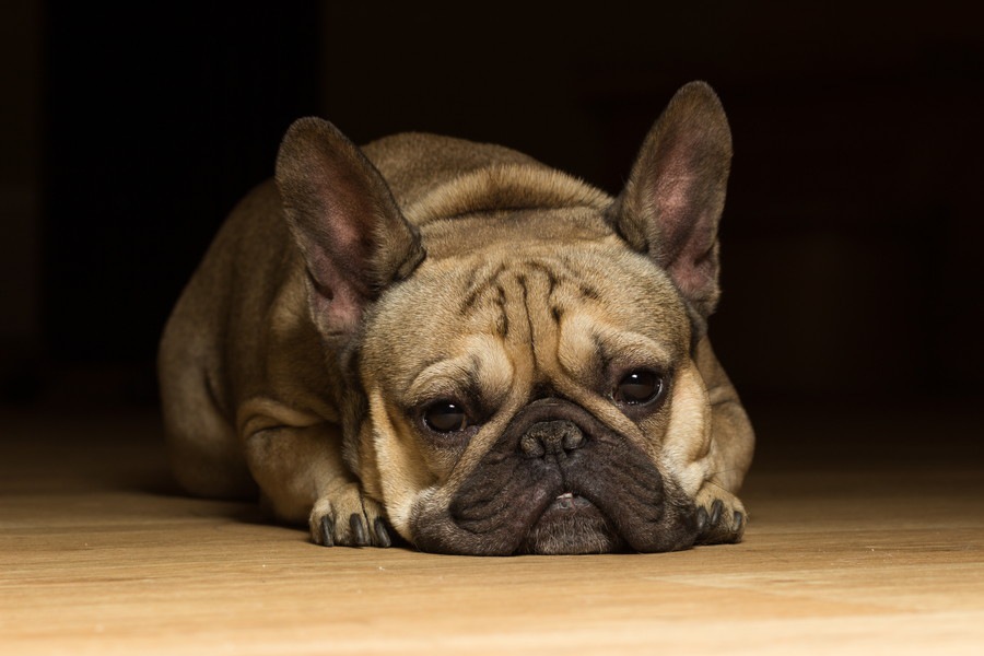 犬の小肝症とは？主な症状や原因、対処法から予防法まで