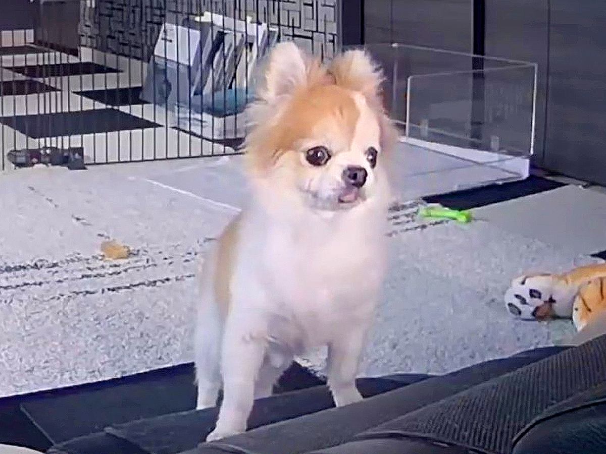 ゲリラ雷雨がきたら、お留守番していた2匹の犬が…今すぐに帰りたくなる『切なすぎる光景』が9万再生「泣けてきた」「抱きしめたくなる」