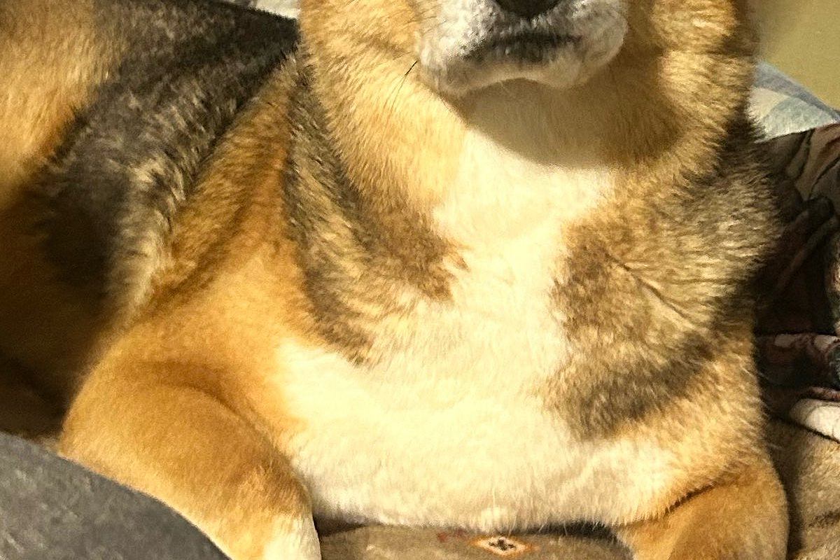 朝、犬に『行ってきます』と言った結果→あからさまに『イヤだ』という顔をして…感情出すぎな『表情』が話題　人間のような一枚に思わずニッコリ