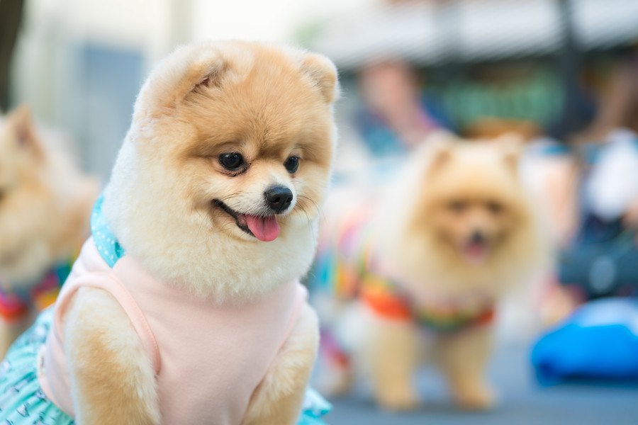 どんなときに役立つ？犬に服を着せるメリット５つ