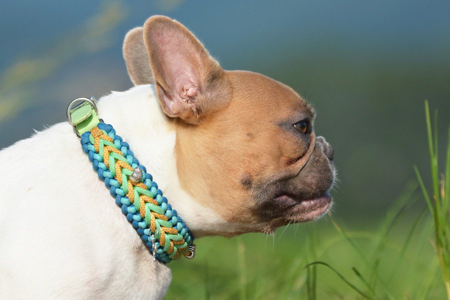 愛犬に合ったサイズの首輪を選ぶ方法２選！間違った選び方まで解説