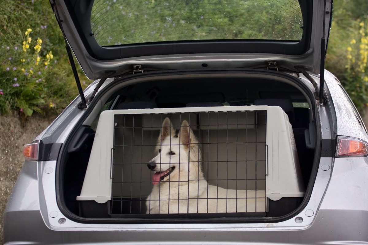 米国保険会社による「犬と安全運転」についての調査結果