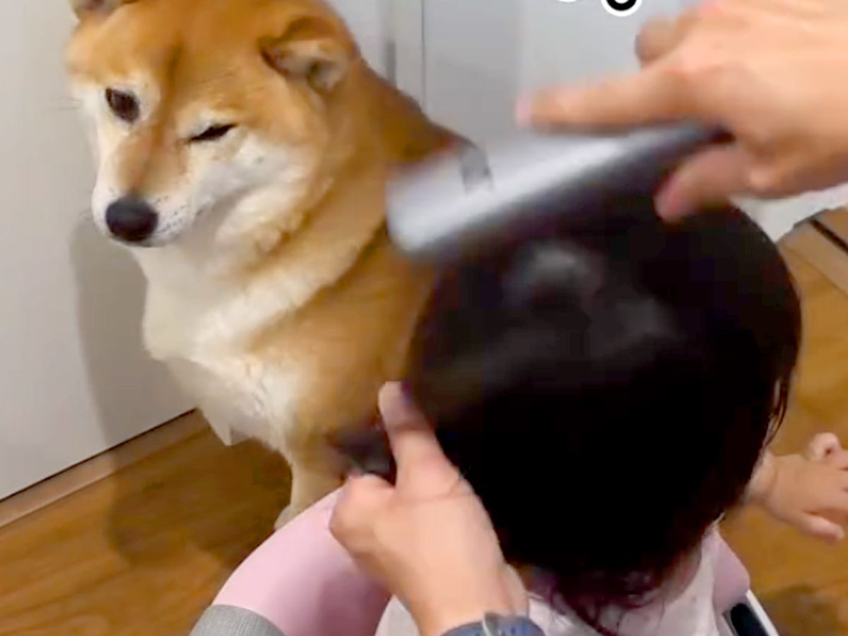 小さな女の子が髪を乾かしていたら、ドライヤーが苦手な犬が…気遣いで見せた『予想外の行動』が16万再生「優しすぎ」「そばにいたいのかな」