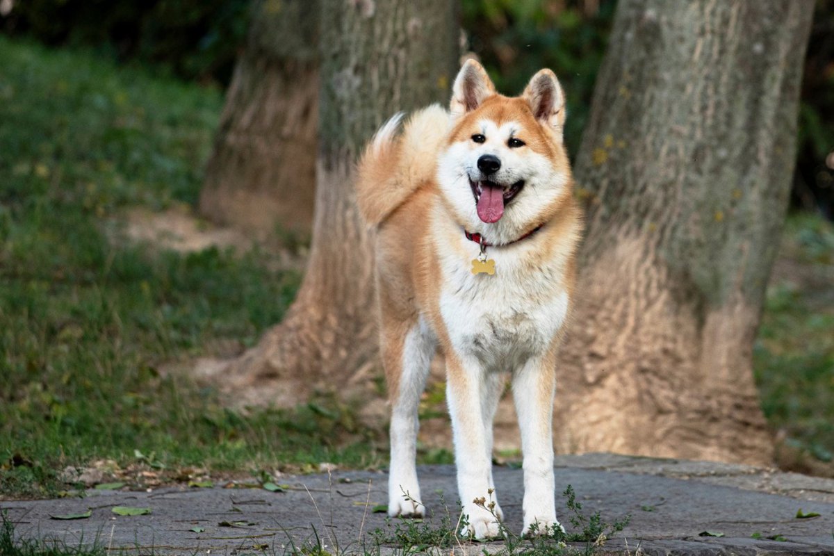 熊犬（マタギ犬）とは？狩猟文化に根ざす歴史と代表的な犬種を紹介