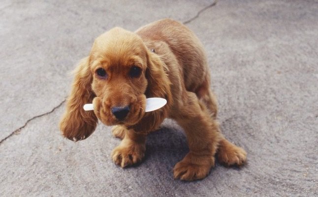 犬の要求を聞きすぎる飼い主さんが陥りがちなこと４つ